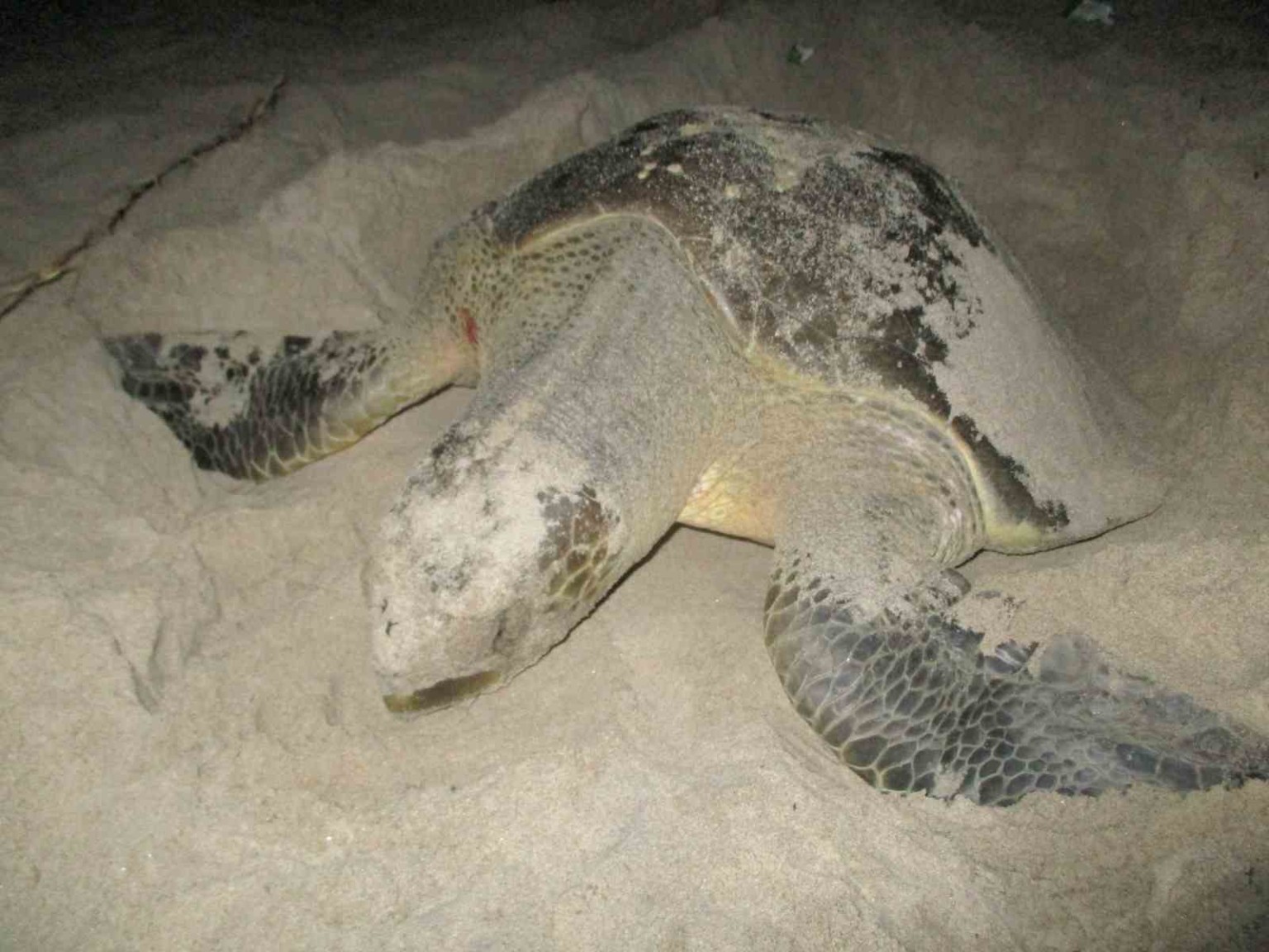 Sea turtle nesting on a beach at night