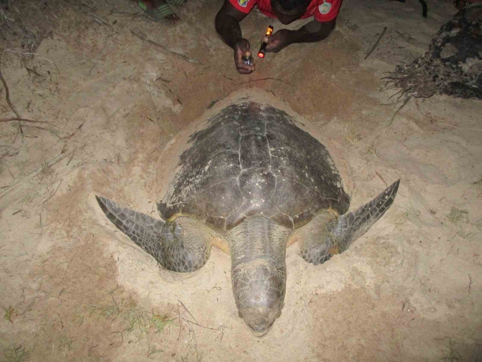 A patrol team member documenting a sea turtle at night